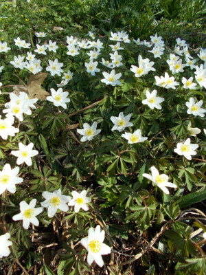 DSCN3803_Anemone_nemorosa.jpg