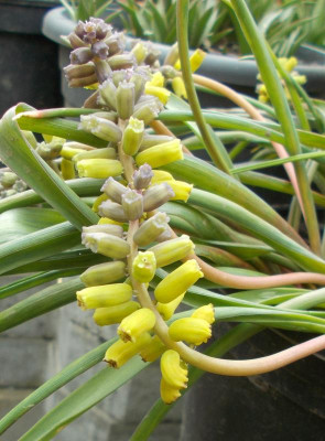 DSCN3814_Muscari_macrocarpum_Golden_Echo.jpg