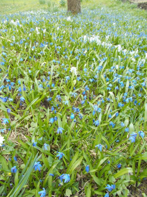 DSCN3819_Scilla_Puschkinia.jpg