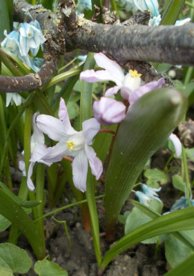 DSCN3822_Chionodoxa_Pink_Giant.jpg
