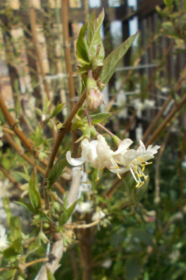 DSCN3832_Lonicera_fragrantissima.jpg