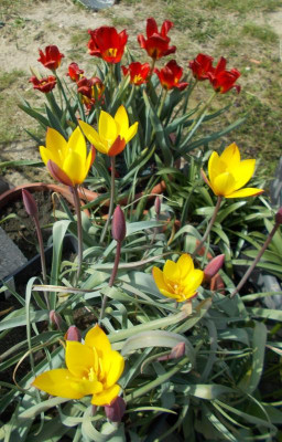 DSCN3853_Tulipa_Tubergens_Gem_Opus_One.jpg