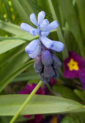 DSCN3861_Muscari_leucostomum.jpg