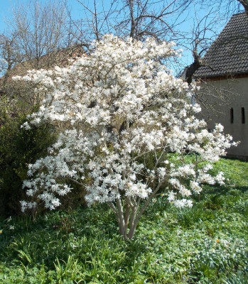 DSCN3863_Magnolie.jpg