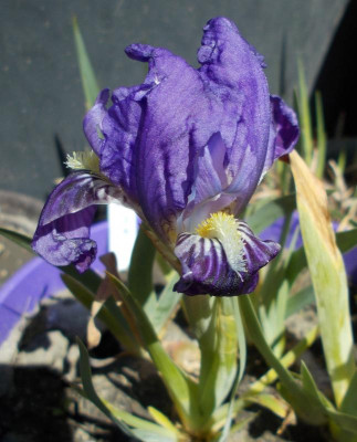 DSCN3867_Iris_cf_babadagica.jpg