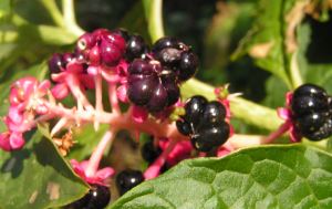 Phytolacca_esculenta.jpg