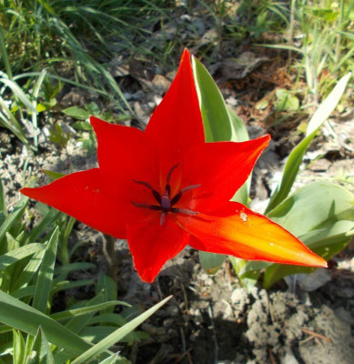 DSCN3876_Tulipa.jpg