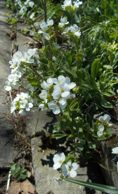 DSCN3882_Arabis_caucasica.jpg