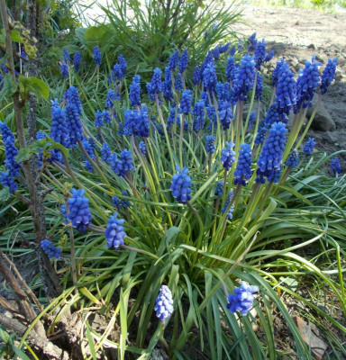 DSCN3886_Muscari_armeniacum.jpg