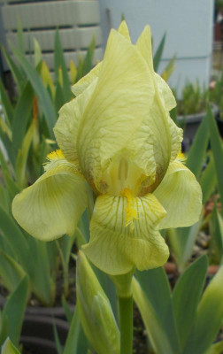 DSCN3909_Iris_imbricata.jpg