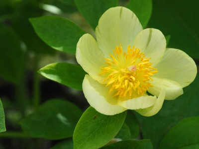 Paeonia mlokosewitschii 1 P4280363.JPG