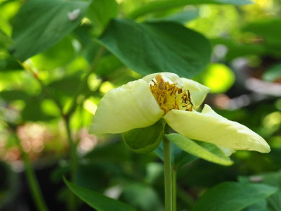Paeonia mlokosewitschii 1 P4280361.JPG