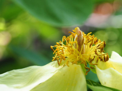 Paeonia mlokosewitschii 1 P4280362.JPG