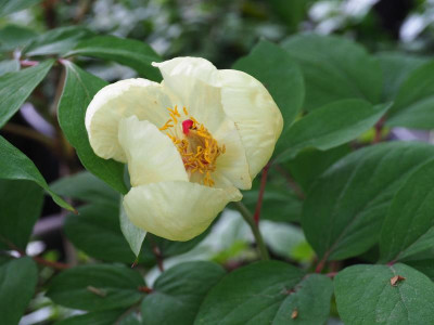 Paeonia mlokosewitschii 2 P4290387.JPG