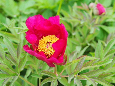 Paeonia officinalis P4290394.JPG