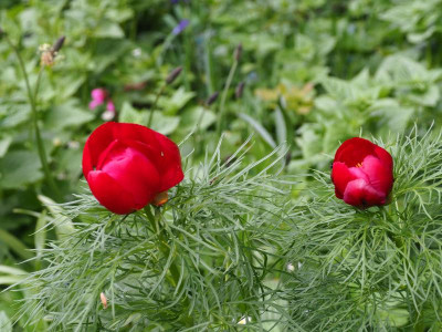 Paeonia tenuifolia P4290386.JPG