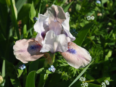 Iris SDB nicht Beige Butterfly P4280376.JPG