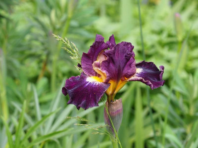 Iris IB Blackcurrant P4290384.JPG