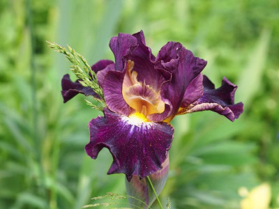 Iris IB Blackcurrant P4290385.JPG