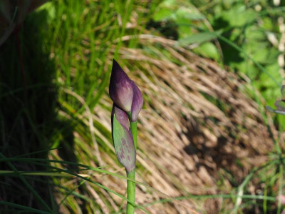 Iris aphylla [Kroatien] Mönchspfeffer Vitex  P4280377.JPG