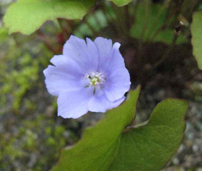 4.4.08._Jeffersonia_dubia_.JPG