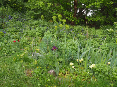 Balkanhügel mit Paeonia tenuifolia und Iris IB P4290383.JPG