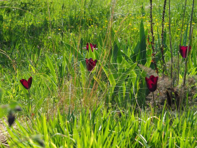 Tulipa Havran P4280372.JPG