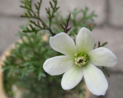 Clematis_marmoraria_.JPG