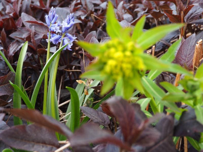 Euphorbia palustris 'Walenburg's Glorie' P4290401.JPG