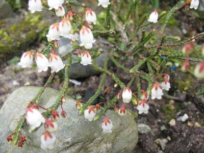 4.4.08._Cassiope_selaginoides_.JPG