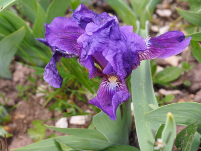 Iris aphylla beste Knospen hässlichste Blüte P4210390.JPG