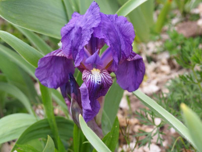 Iris aphylla beste Knospen hässlichste Blüte P4210391.JPG