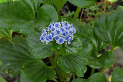 Myosotidium_hortensa_1284_resize.JPG