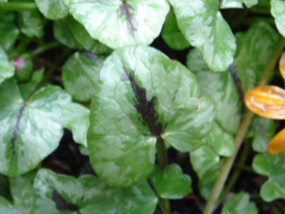 Ranunculus_ficaria_unbek1.JPG