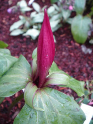Trillium_chloropetalum_var._giganteum_1.JPG
