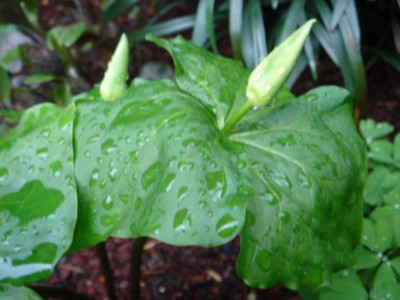 Trillium_flexipes_1.JPG