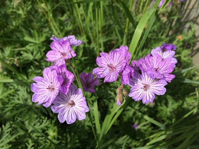 2022-04-30 Geranium tuberosum.jpg