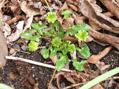 Green_Petal_ue.jpg