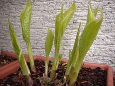 H._Decorata_Normalis.JPG