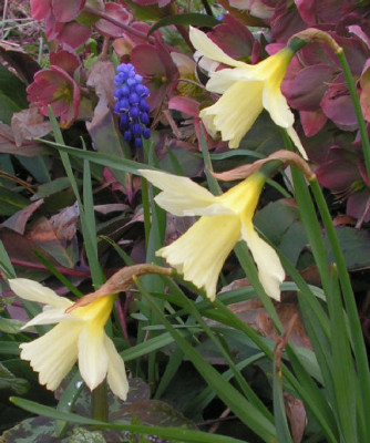 Narcissus_WP_Milner_008.jpg