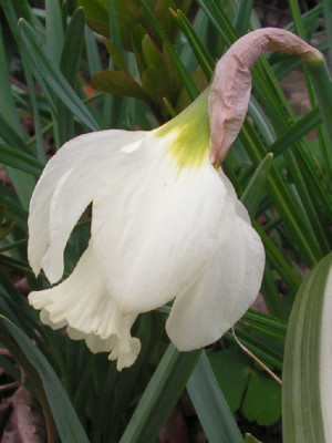 Narcissus_Colleen_Bawn_018.jpg