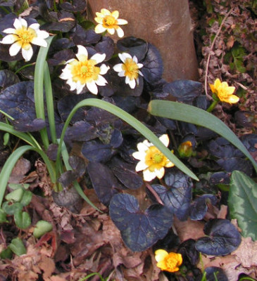 Ran_ficaria_Cobbernob_428.jpg