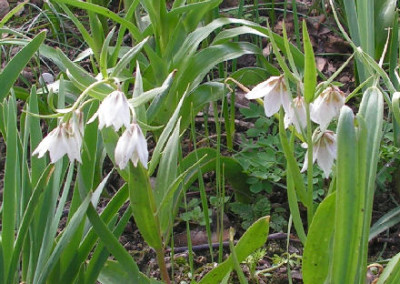 Fritillaria_bucharica_005.jpg