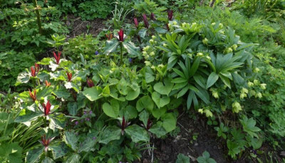 Trillium und so 220430 k.jpg