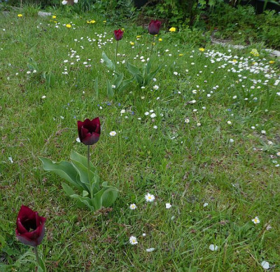 Tulpen in Gras.jpg
