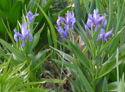 Iris_graeberiana_dark_form_006.jpg