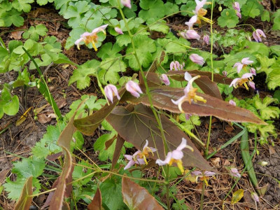 Epimedium x fargesii rosa Sämling.jpg