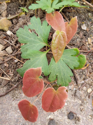 Epimedium Sämling Vorgarten roter Austrieb.jpg