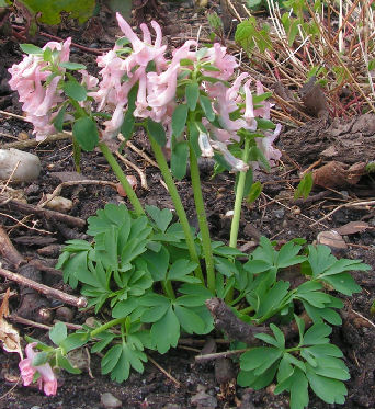 Corydalis_Blushing_Girl_009.jpg