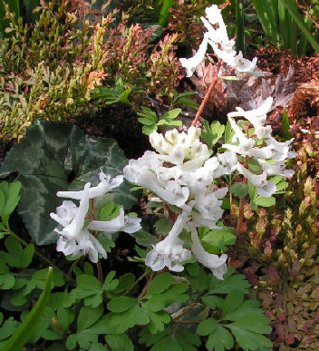 Corydalis_Snow_in_Spring_413.jpg